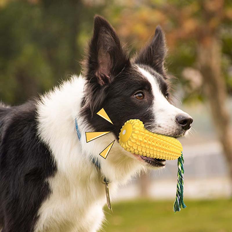 Hot Selling Large Size Corn Sh - Corn Dog Stick avis et prix